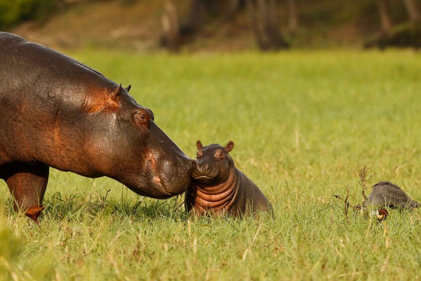 Picture 26 for Activity Kampala: Queen Elizabeth National Game Park 2-Day Safari