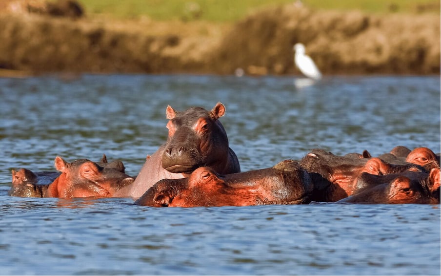 Picture 11 for Activity Kampala: Queen Elizabeth National Game Park 2-Day Safari