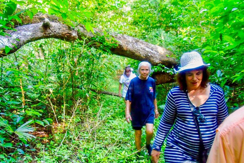 Picture 6 for Activity Panama: Panama Canal, Colón Rainforest and San Lorenzo Fort