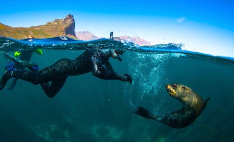 Cape Town V&A Waterfront Seal Snorkeling Experience