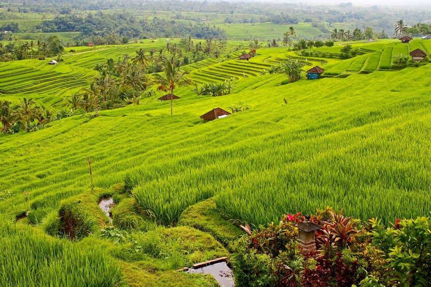 Picture 1 for Activity Bali: Jatiluwih Rice Terraces 1 Hour Electric Bike Tour