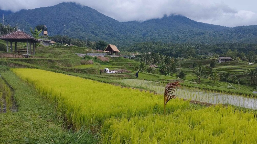 Picture 3 for Activity Bali: Jatiluwih Rice Terraces 1 Hour Electric Bike Tour