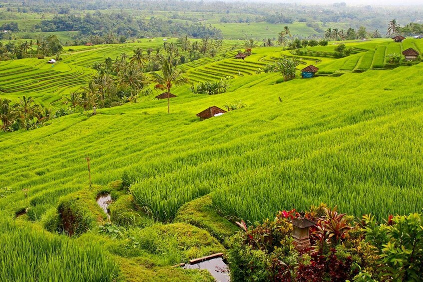 Picture 2 for Activity Bali: Jatiluwih Rice Terraces 1 Hour Electric Bike Tour