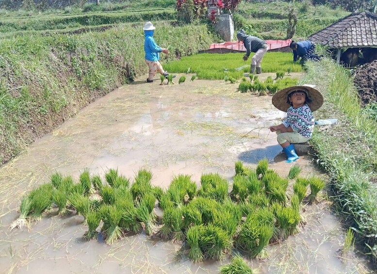 Picture 6 for Activity Bali: Jatiluwih Rice Terraces 1 Hour Electric Bike Tour