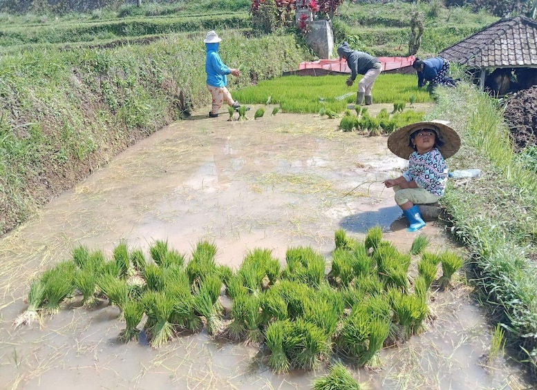 Picture 6 for Activity Bali: Jatiluwih Rice Terraces 1 Hour Electric Bike Tour