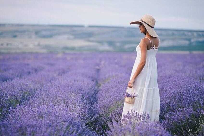 Lavender Fields Full Day Private Tour From Marseille