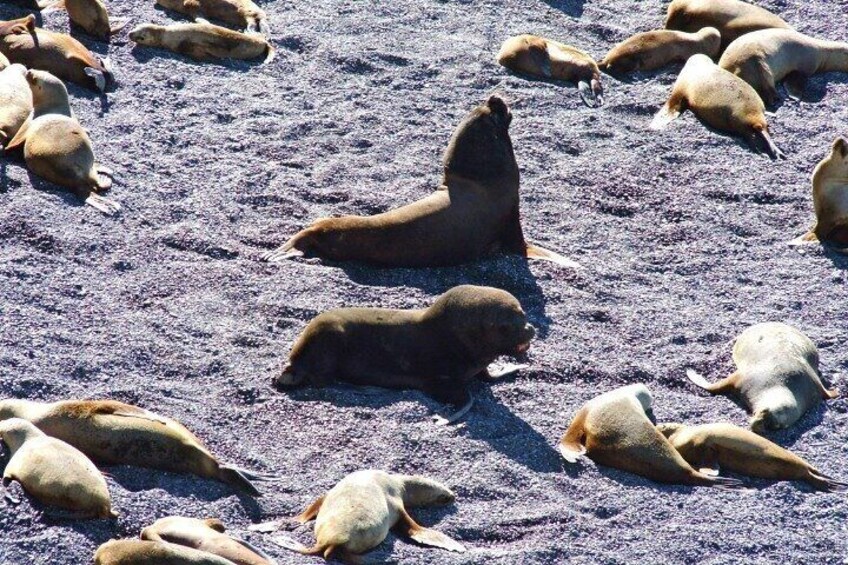 Excursion to Punta Loma and Puerto Madryn for Cruisers