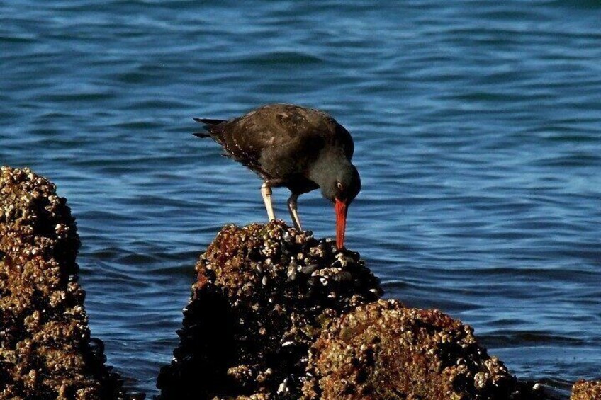 Excursion to Punta Loma and Puerto Madryn for Cruisers