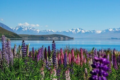 Mt Cook to Lake Tekapo One-Way Small Group Tour