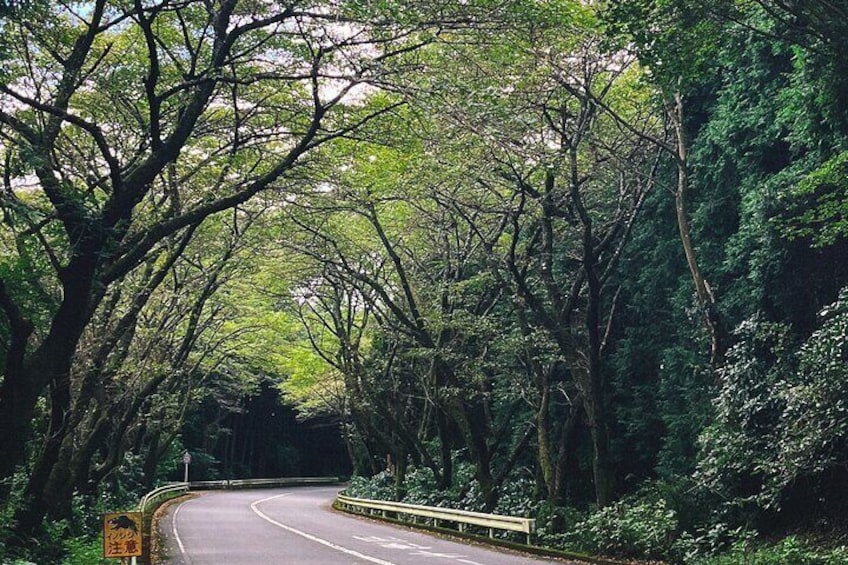 Private Motorcycle Day Tour to Fuji and Hakone: Onsen and Nature