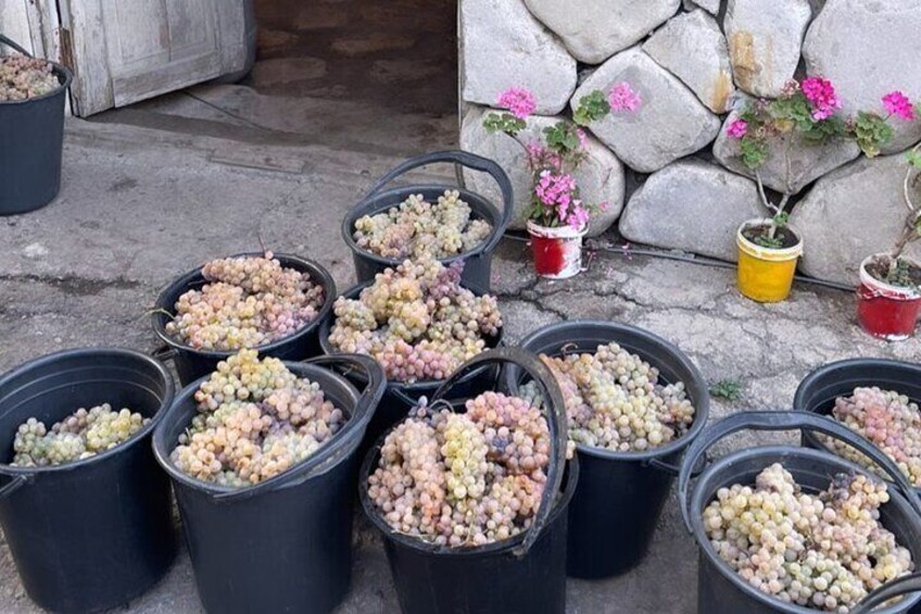 Whole day Wine Tour to Kakheti from Tbilisi