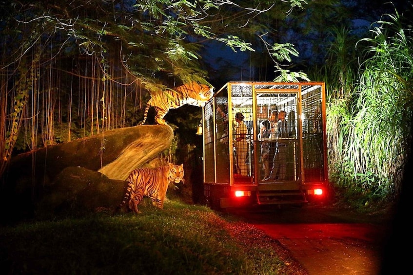 Picture 2 for Activity Bali: Return Private Transfer for Night Safari