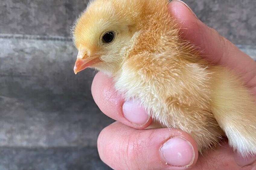 90 Minutes Immersive Farm Experience in Adirondacks