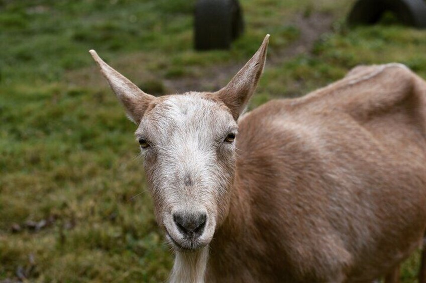 90 Minutes Immersive Farm Experience in Adirondacks