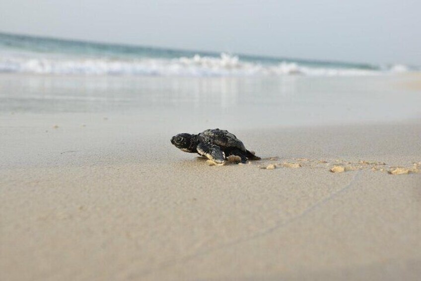 Private Guided Turtle Tour in Boa Vista