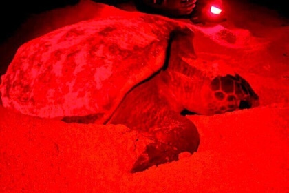 Guided turtle tour in a group in Boa Vista