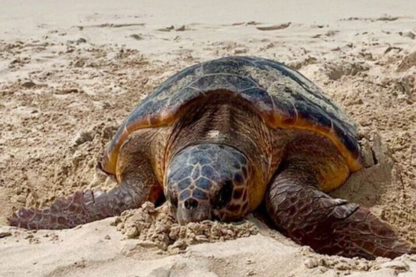Private Guided Turtle Tour in Boa Vista