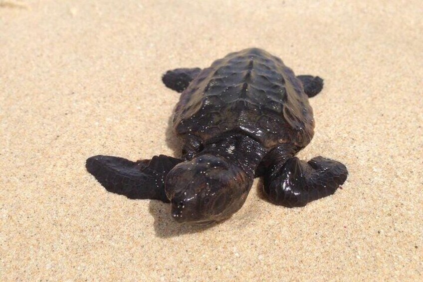 Private Guided Turtle Tour in Boa Vista