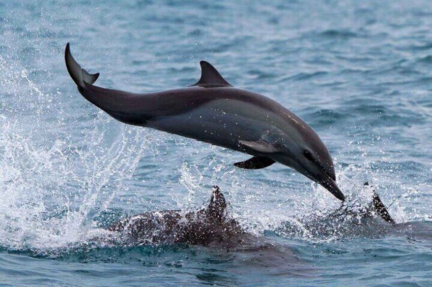 Common dolphins are a resident species that we see offshore of Huatulco.