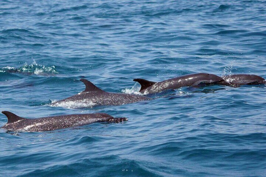 Spotted dolphins are the most common species in Huatulco.https://media-cdn.tripadvisor.com/media/attractions-splice-spp-720x480/12/5f/f4/75.jpg