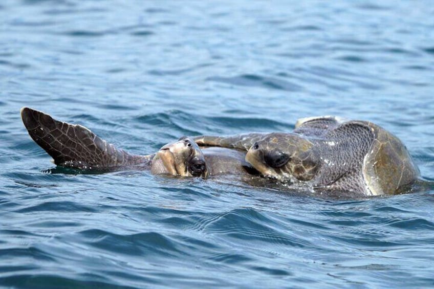 Sea turtles are often encountered.