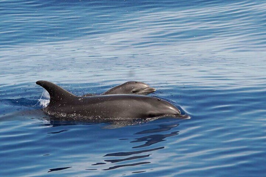 We see up to 7 species of dolphin regularly, all year.