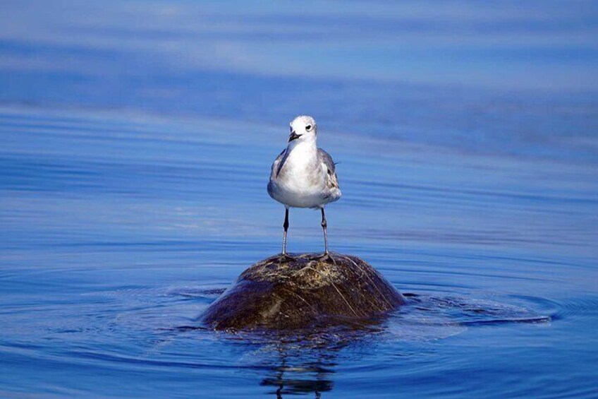 Marine birds and sea turtles are common, sometimes together.