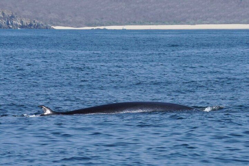 Bryde's whales can be seen all year in Huatulco.