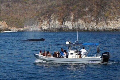 Huatulco Dolphin and Whale Watching Adventure
