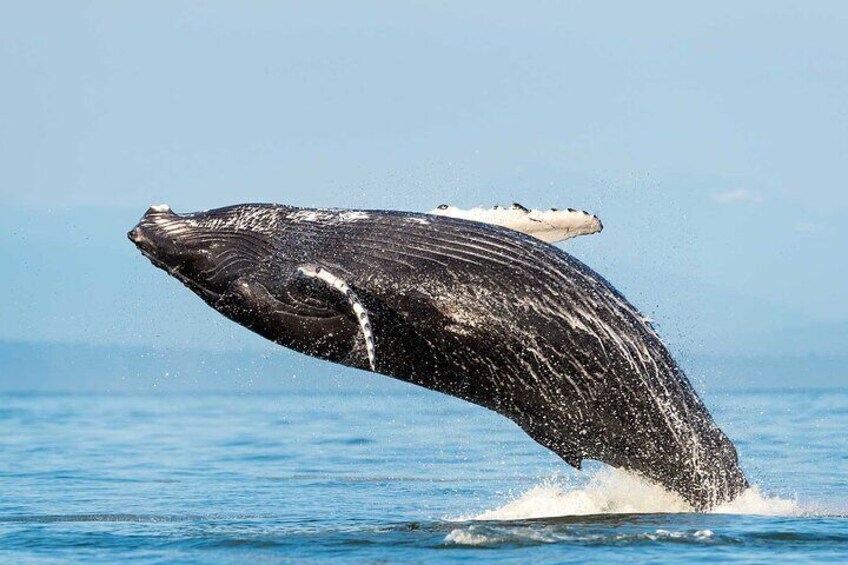 Humpback whales are the main species seen during the whale watching season from December through March.