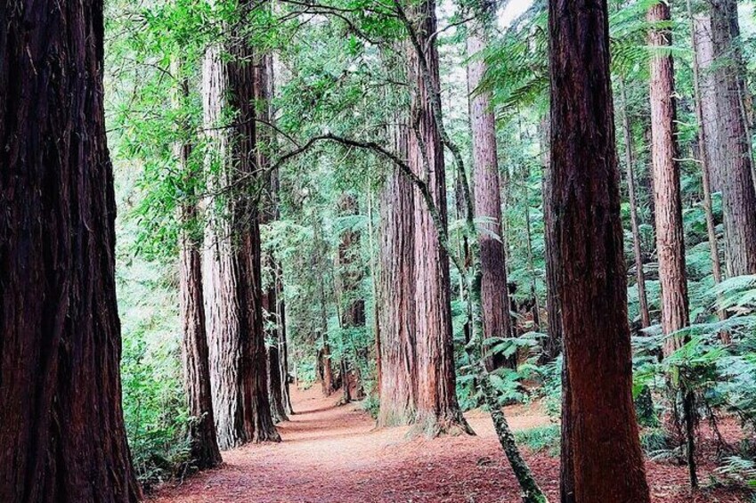 Redwood forest