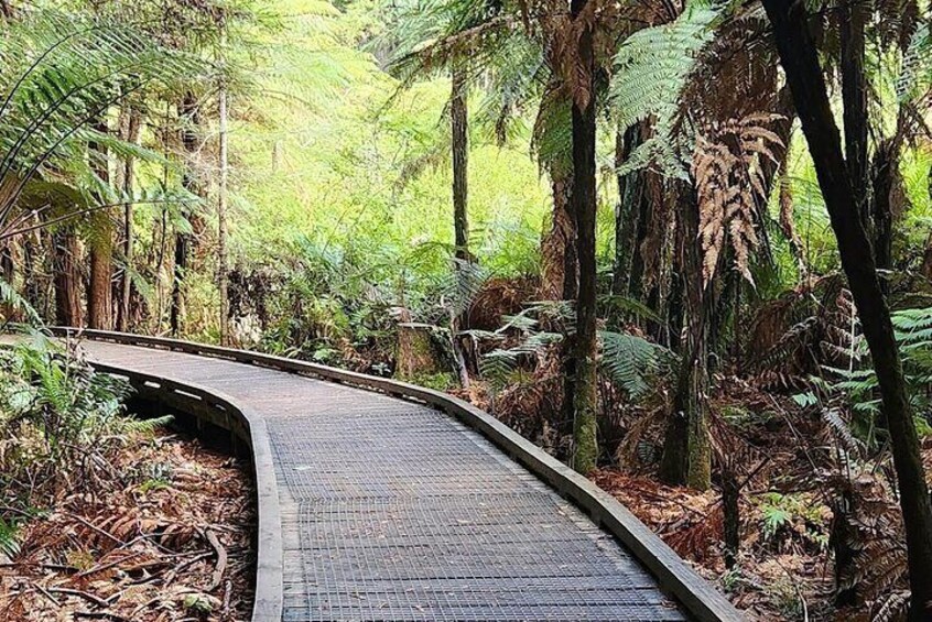 Redwood forest