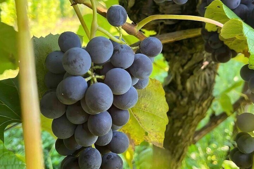 Niagara has special weather conditions that make the most delicious grapes for eating and wine making!