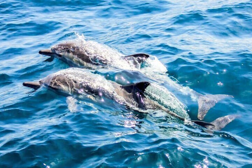 Catamaran Cruise to Dia Island with Meal and Water Activities