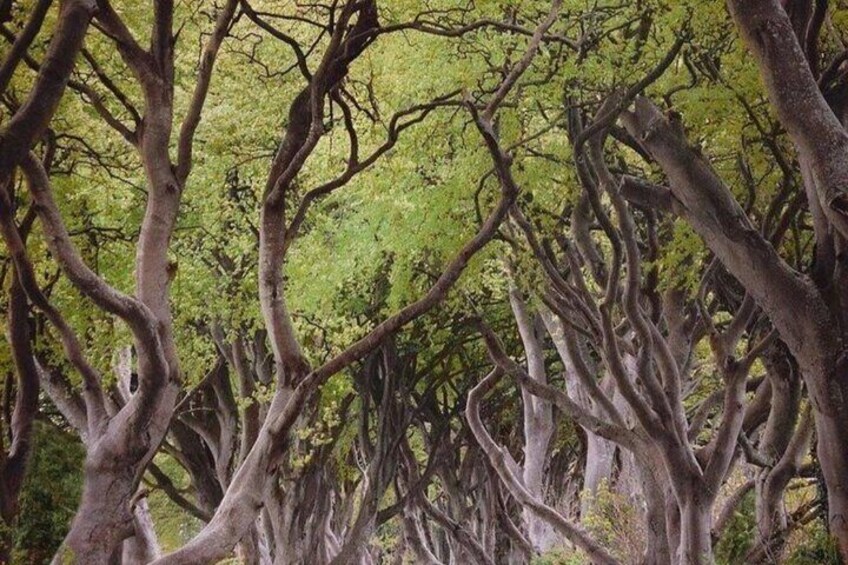 Visit the famous dark hedges 