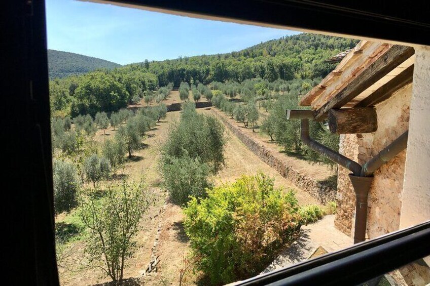 Evo Oil Experience with Oil Tasting and Lunch in the Nature