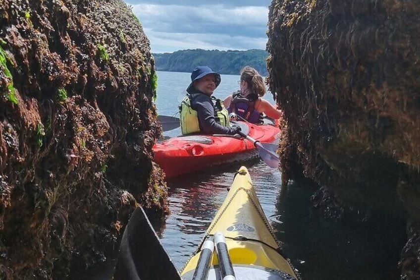 Guided Wildlife and Sea Cave Kayak Safari in English Riviera