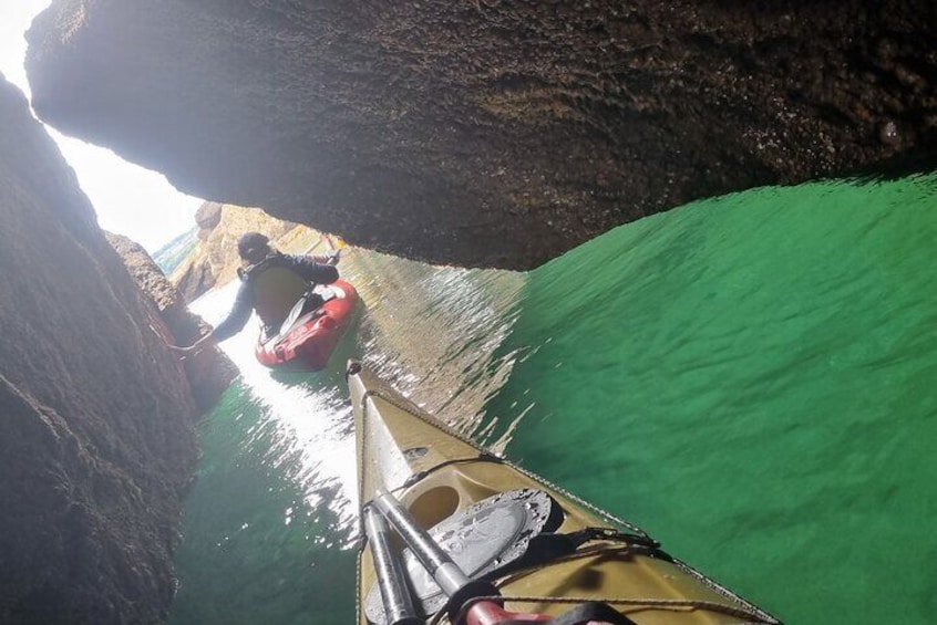 Guided Wildlife and Sea Cave Kayak Safari in English Riviera