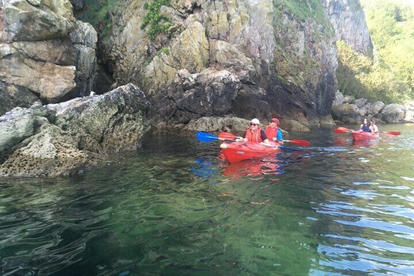 Guided Wildlife and Sea Cave Kayak Safari in English Riviera