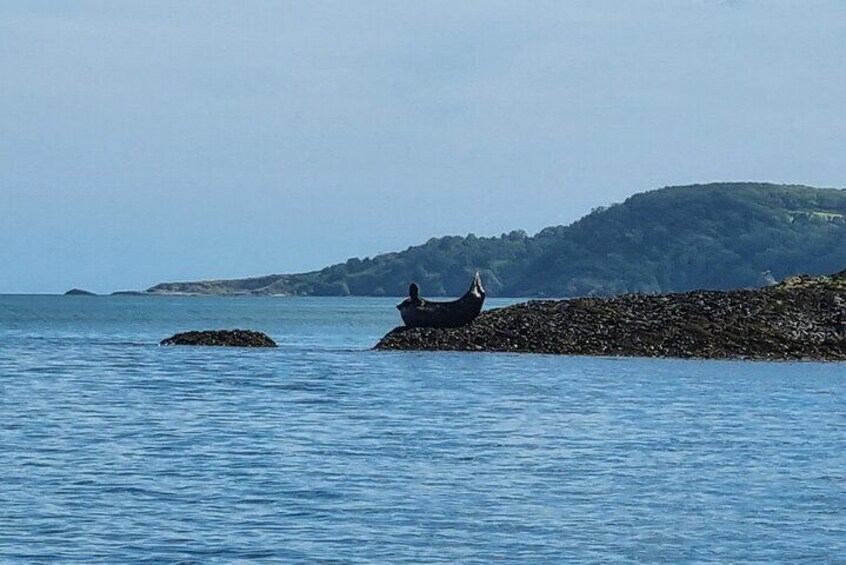 Guided Wildlife and Sea Cave Kayak Safari in English Riviera