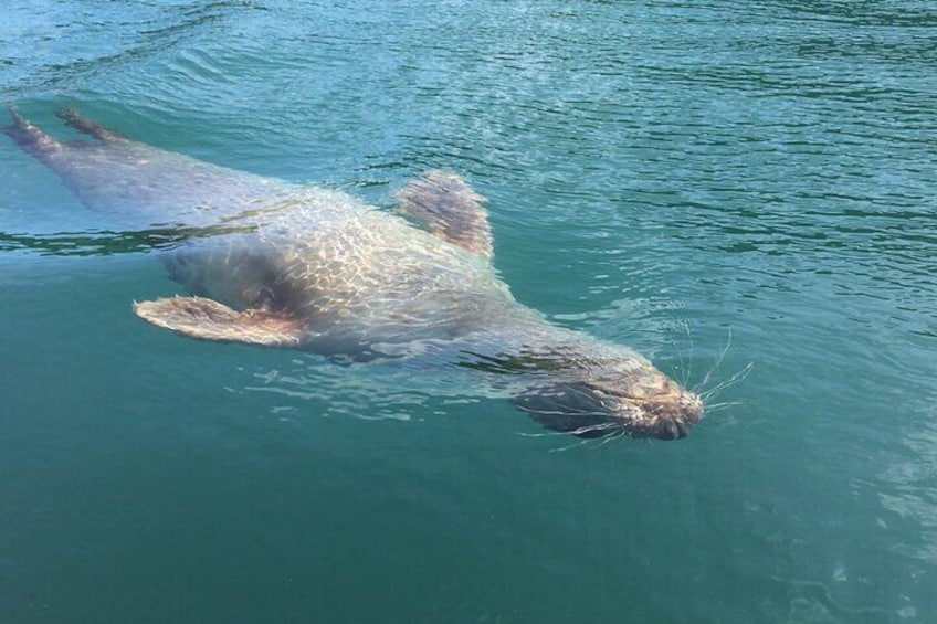 Guided Wildlife and Sea Cave Kayak Safari in English Riviera