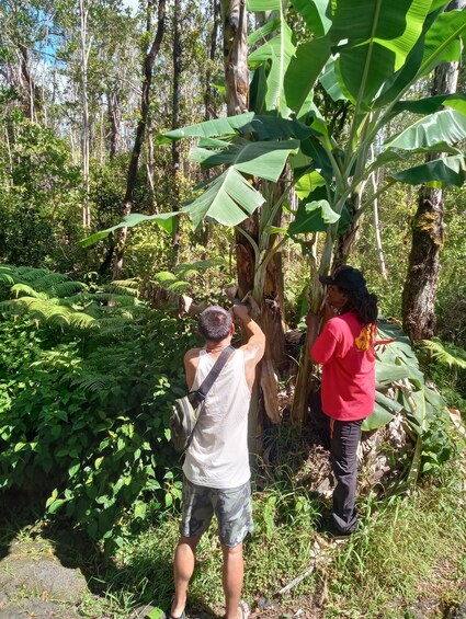 Big Island Jungle Tour with Banana and Guava Green Tea