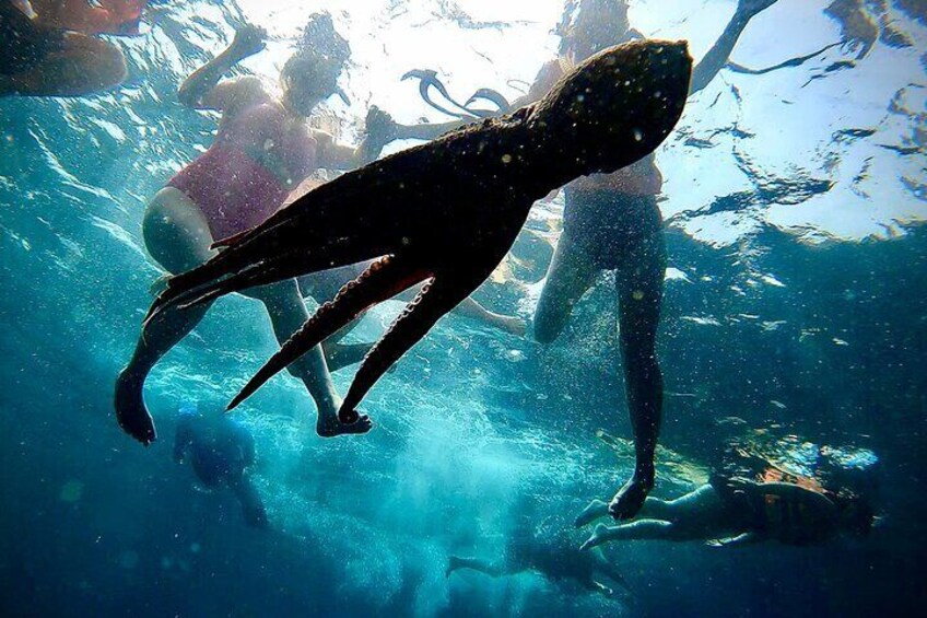 Paddleboard and Snorkeling Experience in Los Arcos