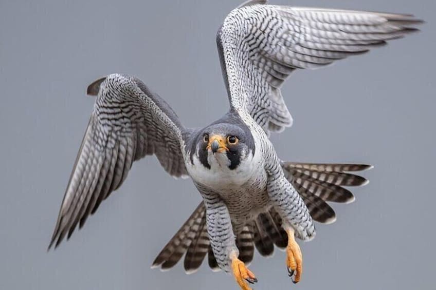  Falcon Hospital Tour with Transportation 