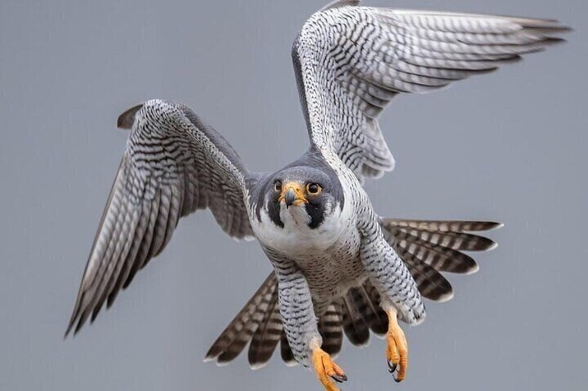 Falcon Hospital Tour with Transportation