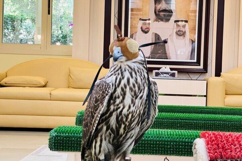 Falcon