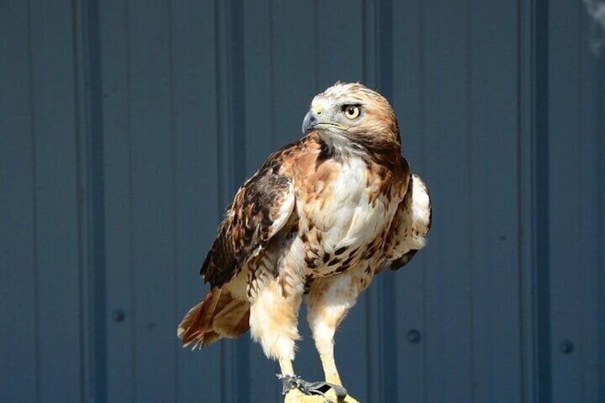  Falcon Hospital Tour with Transportation 