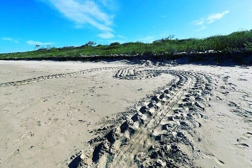 sea turtle beach