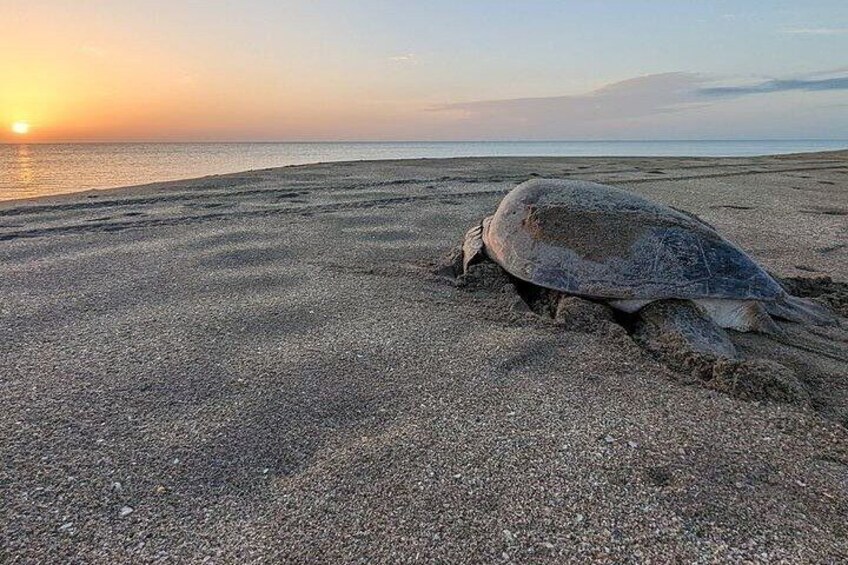 Sea Turtle Watching in Cabo Velas