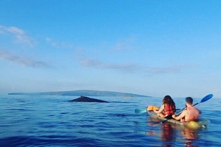 Clear Kayak and Snorkel Experience at Turtle Reef Olowalu